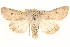  ( - BIOUG11933-F06)  @15 [ ] CreativeCommons - Attribution (2014) CBG Photography Group Centre for Biodiversity Genomics