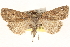  ( - BIOUG11933-G08)  @14 [ ] CreativeCommons - Attribution (2014) CBG Photography Group Centre for Biodiversity Genomics