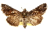  ( - BIOUG12229-B03)  @14 [ ] CreativeCommons - Attribution (2014) CBG Photography Group Centre for Biodiversity Genomics