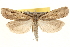  (Thaumatopsis fieldella - BIOUG12229-B10)  @13 [ ] CreativeCommons - Attribution (2014) CBG Photography Group Centre for Biodiversity Genomics