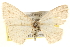 ( - BIOUG12229-C03)  @14 [ ] CreativeCommons - Attribution (2014) CBG Photography Group Centre for Biodiversity Genomics