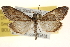 (Pyrausta zonalis - BIOUG12229-C12)  @15 [ ] CreativeCommons - Attribution (2014) CBG Photography Group Centre for Biodiversity Genomics