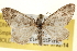  ( - BIOUG12229-F04)  @14 [ ] CreativeCommons - Attribution (2014) CBG Photography Group Centre for Biodiversity Genomics