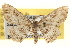 ( - BIOUG12229-F07)  @14 [ ] CreativeCommons - Attribution (2014) CBG Photography Group Centre for Biodiversity Genomics