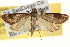  ( - BIOUG12229-G05)  @13 [ ] CreativeCommons - Attribution (2014) CBG Photography Group Centre for Biodiversity Genomics