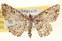  ( - BIOUG12229-H02)  @14 [ ] CreativeCommons - Attribution (2014) CBG Photography Group Centre for Biodiversity Genomics