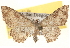  ( - BIOUG12229-H03)  @14 [ ] CreativeCommons - Attribution (2014) CBG Photography Group Centre for Biodiversity Genomics
