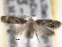  ( - BIOUG12230-C08)  @13 [ ] CreativeCommons - Attribution (2014) CBG Photography Group Centre for Biodiversity Genomics