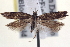  ( - BIOUG12230-C12)  @14 [ ] CreativeCommons - Attribution (2014) CBG Photography Group Centre for Biodiversity Genomics