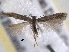  (Scrobipalpula lycii - BIOUG12230-F06)  @13 [ ] CreativeCommons - Attribution (2014) CBG Photography Group Centre for Biodiversity Genomics