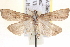  ( - BIOUG12230-H05)  @14 [ ] CreativeCommons - Attribution (2014) CBG Photography Group Centre for Biodiversity Genomics