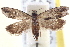  ( - BIOUG12230-H07)  @14 [ ] CreativeCommons - Attribution (2014) CBG Photography Group Centre for Biodiversity Genomics