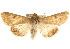  ( - BIOUG14216-G10)  @14 [ ] CreativeCommons - Attribution (2014) CBG Photography Group Centre for Biodiversity Genomics