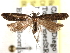  ( - BIOUG26826-G03)  @14 [ ] CreativeCommons - Attribution (2016) CBG Photography Group Centre for Biodiversity Genomics