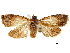  ( - BIOUG44858-D10)  @13 [ ] CreativeCommons - Attribution (2018) CBG Photography Group Centre for Biodiversity Genomics