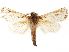  ( - BIOUG44858-G05)  @11 [ ] CreativeCommons - Attribution (2018) CBG Photography Group Centre for Biodiversity Genomics