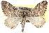  ( - CCDB-17964-B05)  @14 [ ] CreativeCommons - Attribution (2014) CBG Photography Group Centre for Biodiversity Genomics