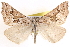  ( - CCDB-17964-D01)  @14 [ ] CreativeCommons - Attribution (2014) CBG Photography Group Centre for Biodiversity Genomics