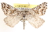  ( - CCDB-17964-D08)  @14 [ ] CreativeCommons - Attribution (2014) CBG Photography Group Centre for Biodiversity Genomics