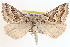  ( - CCDB-17964-D12)  @14 [ ] CreativeCommons - Attribution (2014) CBG Photography Group Centre for Biodiversity Genomics