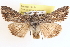  ( - CCDB-17964-F03)  @14 [ ] CreativeCommons - Attribution (2014) CBG Photography Group Centre for Biodiversity Genomics