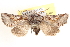  ( - CCDB-17964-H01)  @14 [ ] CreativeCommons - Attribution (2014) CBG Photography Group Centre for Biodiversity Genomics