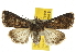 ( - BIOUG07173-B06)  @14 [ ] CreativeCommons - Attribution (2012) CBG Photography Group Centre for Biodiversity Genomics