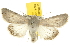  ( - BIOUG07173-G03)  @15 [ ] CreativeCommons - Attribution (2012) CBG Photography Group Centre for Biodiversity Genomics
