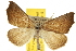 (Pherne sperryi - BIOUG07173-H07)  @14 [ ] CreativeCommons - Attribution (2012) CBG Photography Group Centre for Biodiversity Genomics