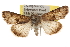  ( - BIOUG06016-A02)  @14 [ ] CreativeCommons - Attribution (2013) CBG Photography Group Centre for Biodiversity Genomics