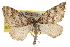  (Perizoma - BIOUG06016-B11)  @15 [ ] CreativeCommons - Attribution (2013) CBG Photography Group Centre for Biodiversity Genomics
