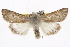  ( - BIOUG06016-C01)  @15 [ ] CreativeCommons - Attribution (2013) CBG Photography Group Centre for Biodiversity Genomics