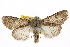  ( - BIOUG06016-D02)  @14 [ ] CreativeCommons - Attribution (2013) CBG Photography Group Centre for Biodiversity Genomics