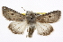  ( - BIOUG06016-F01)  @15 [ ] CreativeCommons - Attribution (2013) CBG Photography Group Centre for Biodiversity Genomics