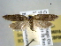  ( - BIOUG06016-F06)  @13 [ ] CreativeCommons - Attribution (2013) CBG Photography Group Centre for Biodiversity Genomics