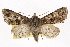  (Fergusonix - BIOUG06016-H02)  @15 [ ] CreativeCommons - Attribution (2013) CBG Photography Group Centre for Biodiversity Genomics