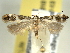  ( - BIOUG06174-B10)  @13 [ ] CreativeCommons - Attribution (2013) CBG Photography Group Centre for Biodiversity Genomics
