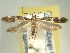  ( - BIOUG06174-B11)  @14 [ ] CreativeCommons - Attribution (2013) CBG Photography Group Centre for Biodiversity Genomics