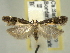  ( - BIOUG06174-C09)  @13 [ ] CreativeCommons - Attribution (2013) CBG Photography Group Centre for Biodiversity Genomics