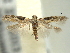 ( - BIOUG06174-E04)  @13 [ ] CreativeCommons - Attribution (2013) CBG Photography Group Centre for Biodiversity Genomics