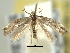  (Elachista coniophora - BIOUG06174-G02)  @14 [ ] CreativeCommons - Attribution (2013) CBG Photography Group Centre for Biodiversity Genomics