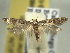  ( - BIOUG06174-H03)  @13 [ ] CreativeCommons - Attribution (2013) CBG Photography Group Centre for Biodiversity Genomics