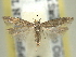  (Keiferia elmorei - BIOUG06174-H08)  @14 [ ] CreativeCommons - Attribution (2013) CBG Photography Group Centre for Biodiversity Genomics