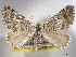 ( - BIOUG06175-A11)  @14 [ ] CreativeCommons - Attribution (2013) CBG Photography Group Centre for Biodiversity Genomics