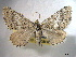  ( - BIOUG06175-B03)  @14 [ ] CreativeCommons - Attribution (2013) CBG Photography Group Centre for Biodiversity Genomics