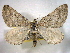  ( - BIOUG06175-B05)  @14 [ ] CreativeCommons - Attribution (2013) CBG Photography Group Centre for Biodiversity Genomics