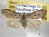  ( - BIOUG06175-B11)  @14 [ ] CreativeCommons - Attribution (2013) CBG Photography Group Centre for Biodiversity Genomics