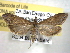  ( - BIOUG06175-C10)  @14 [ ] CreativeCommons - Attribution (2013) CBG Photography Group Centre for Biodiversity Genomics