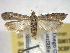  ( - BIOUG06175-D10)  @14 [ ] CreativeCommons - Attribution (2013) CBG Photography Group Centre for Biodiversity Genomics