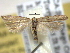  ( - BIOUG06175-E03)  @14 [ ] CreativeCommons - Attribution (2013) CBG Photography Group Centre for Biodiversity Genomics